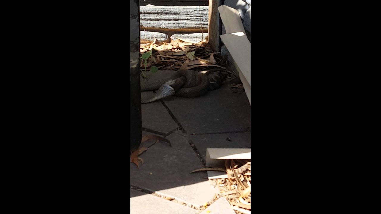 venomous snakes in north carolina Eastern Brown Snake eating A Blue tongue lizard
