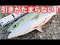 【大型の引きは格別】この時期の青物の引きはたまらない！どんな大きさが釣れるか分からないのが楽しい飲ませ釣り！