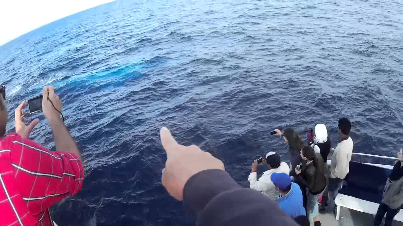 Late Season Blue Whale Spotting - San Diego Whale Watch