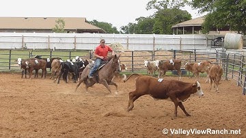 Boons Highbrow - working cows - ValleyViewRanch.net