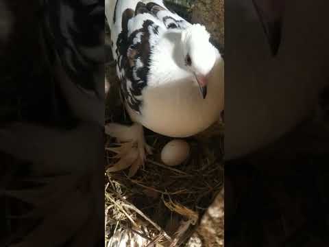 pigeon laying egg