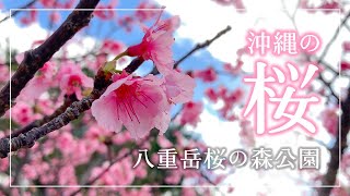 【沖縄Vlog】一足早い沖縄のさくら祭り🌺｜八重岳桜の森公園｜沖縄県本部町・八重岳