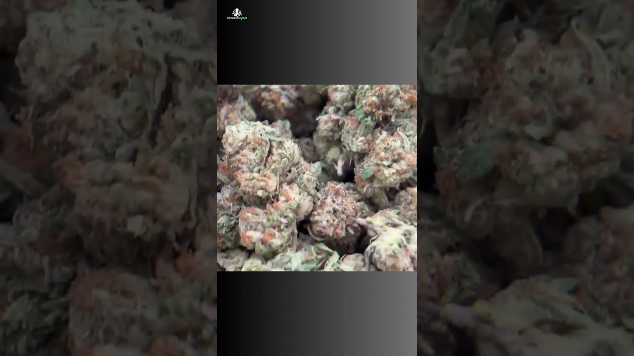 What Millenials Think About Starburst Runtz