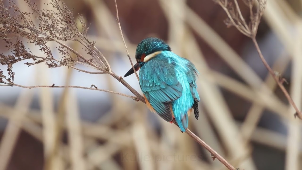 Kungsfiskare Kingfisher 2026-02-12 (and cute cat)