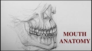 Mouth Anatomy (Bones and Teeth) – Advanced Anatomy for Artists Mouth Anatomy (Bones and Teeth) – Advanced Anatomy for Artists