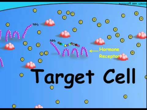 Video: Gebruik pleegplase hormone?