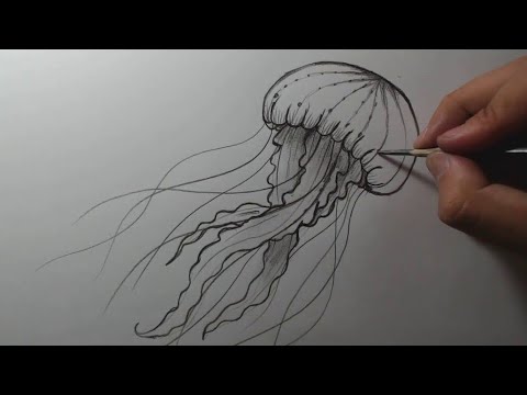 Vídeo: Como Desenhar Uma água-viva