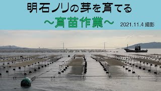 海にノリ網を張って芽を育てます　明石ノリ「育苗」