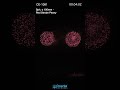 CE-1081 Ø100mm Red Strobe Peony