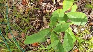 Quercus ilicifolia dub cesmínolistý