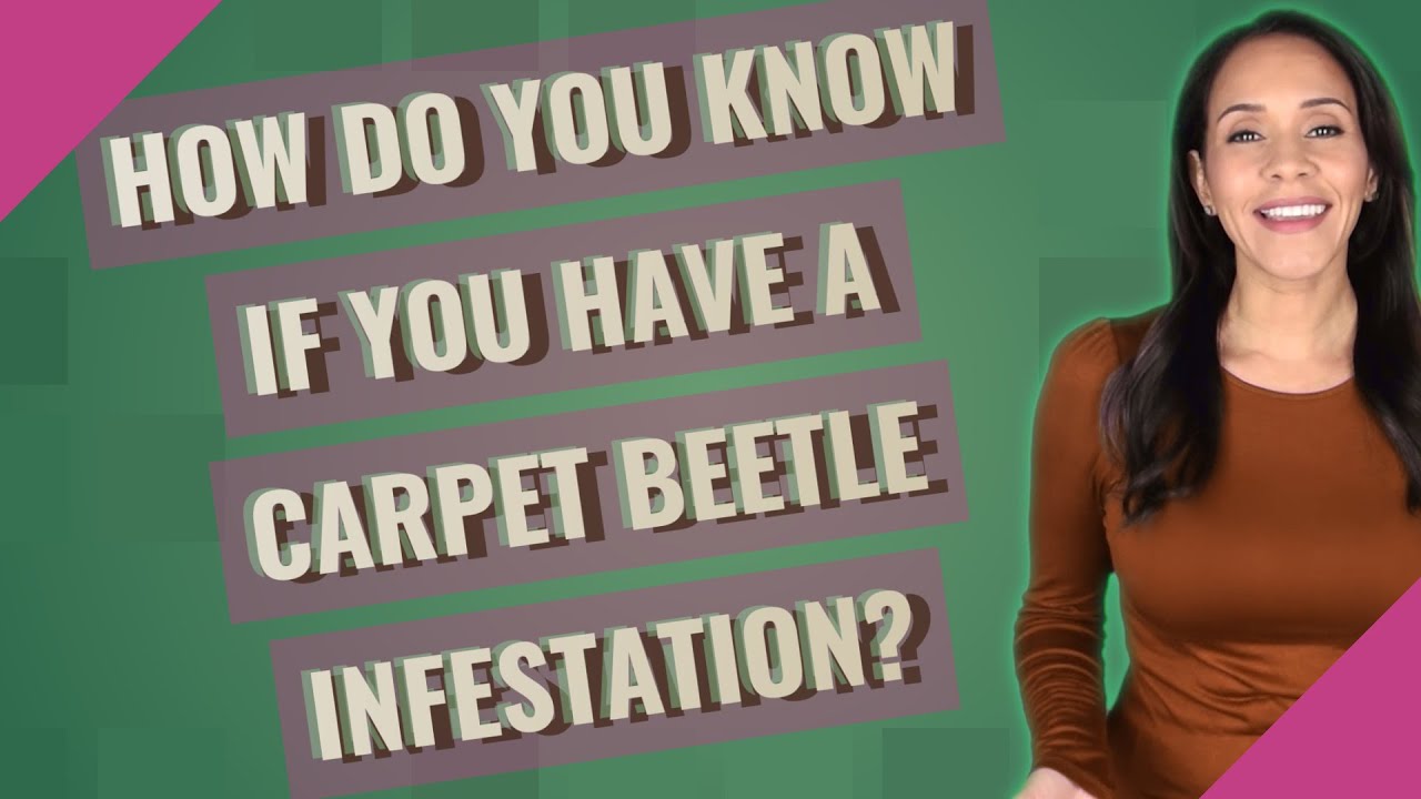How Do You Know If You Have A Carpet Beetle Infestation?