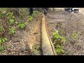 How to Cutting palm tree