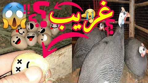 تحميل الدجاج الحبشي الفرق بين الذكر والانثى