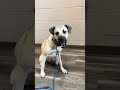 Why must I sit for food?  Adorable Rescue Dog, Nash, is still waiting for an adopter!  munciearf.com