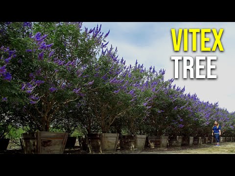 วีดีโอ: Vitex Chaste Trees - ข้อมูลเกี่ยวกับการปลูกต้นไม้ที่บริสุทธิ์