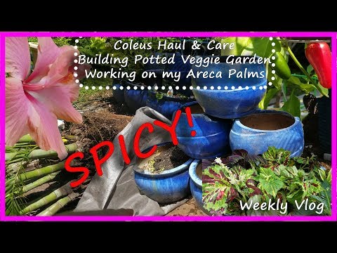 Video: Spindle Palm Houseplant: Spindle Palms İçin İç Mekan Bakımı Hakkında Bilgi Edinin