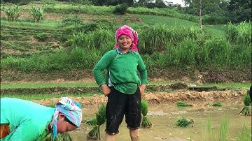 Hát nùng tổng hợp cấy lúa ở si ma cai@hatnungtv8351