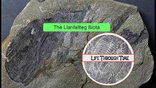 Ordovician Lagerstätten: The Llanfallteg Biota