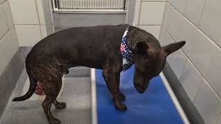 Acs A821137