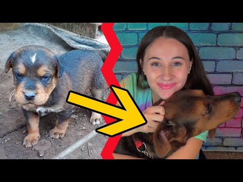 Video: Como conoci a mi perro