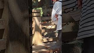 去大坑爬山拍到一公一母的孔雀