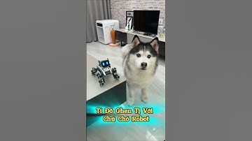 Tí Đô Ghen Tị Với Chú Chó Robot🤖🐶 #thúcưng #vậtnuôi #chómèohàihước #funny #meohera
