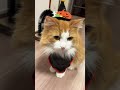 ハロウィン仮装猫様おれんバージョンちゅーるくれないといたずらしちゃうぞ #shorts #cat #猫