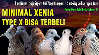 Auto Jadi Juragan Baru | 7 CIRI PERKUTUT LOKAL KATURANGGAN YANG BIKIN KAYA RAYA DAN BAIK DIPELIHARA