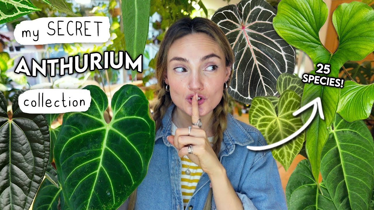 Ranking My 25(!!) Anthuriums 🌿 Secret Anthurium Collection TOUR