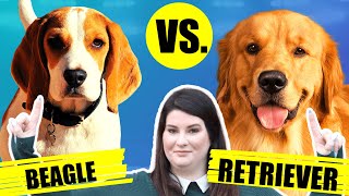BEAGLE VS GOLDEN RETRIEVER by Fenrir Beagle Show 1,455 views 2 years ago 5 minutes, 18 seconds
