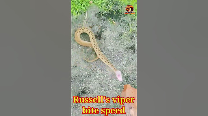 রাসেলস ভাইপার সাপের বাইট Russell’s viper bite #fifa #fishing #india #bangladesh#snake #nicestatus