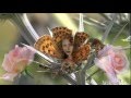 Miniature de la vidéo de la chanson Mon Cerisier