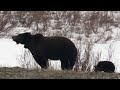 Mama Grizzly Bear And Cub At Yellowstone