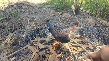 câu cá lóc bằng nhái thật ( tập 7 ) Tân Phước tiền Giang