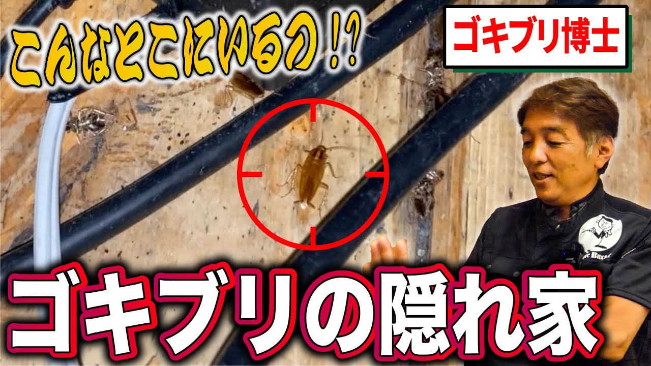 【大量発生現場】チャバネゴキブリの隠れ家を探せ!!【ゴキブリ駆除】【飲食店】【大量発生】 YouTube 【大量発生現場】チャバネゴキブリの隠れ家を探せ!!【ゴキブリ駆除】【飲食店】【大量発生】 YouTube