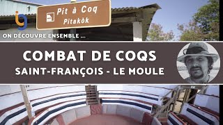 Combat De Coqs En Guadeloupe