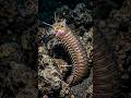 Why This Shimmering "Rainbow" Is Actually a Deadly Trap #bobbitworm #seaanimals #seamonster
