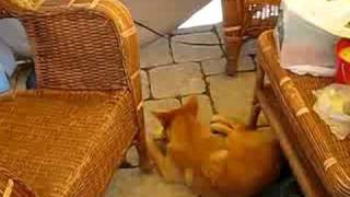 Minnie and Tippy I by CdnFinkieGirl 625 views 15 years ago 22 seconds