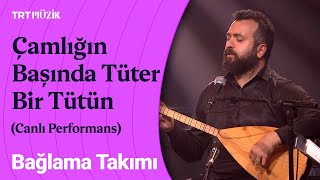 Bağlama Takımı | Çamlığın Başında Tüter Bir Tütün (Canlı Performans) #BağlamamPerdePerde Resimi