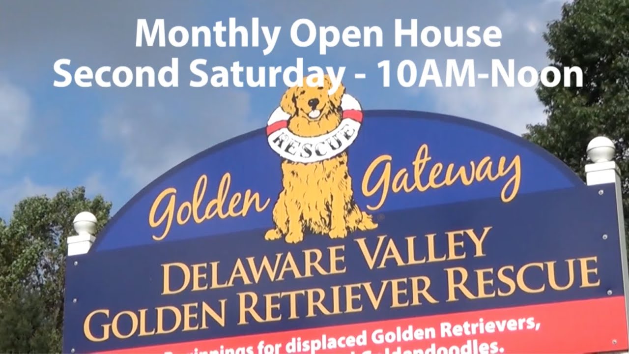gateway golden retriever rescue