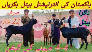 رحیم یار خان کی انٹرنیشنل ناگرا بیتل بکریاں || ساہیوال کی اصل امرتسر بیتل ابلک بکریاں | استاد نادر