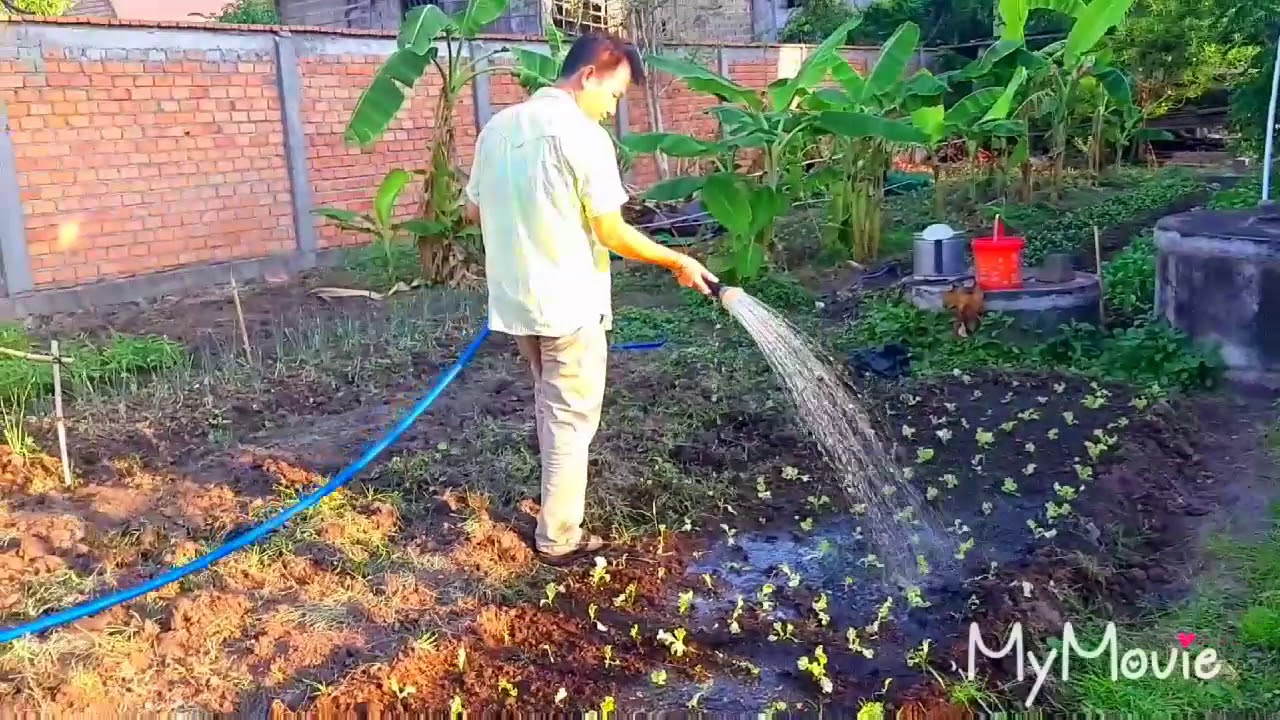 សួនបន្លែ ដាំលក្ខណ:គ្រួសារ | Family Vegetable Garden - Gardening Chronicle