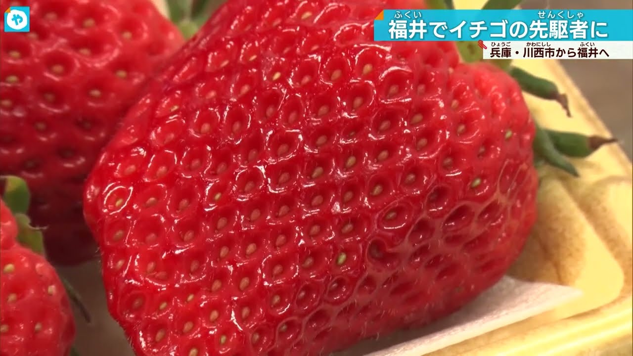 幸福度日本一「福井」に住んでみた！ 北陸でイチゴの先駆者になった、関西出身者　人気は大粒「イチゴザウルス」