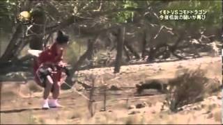Komodo ejderi Japon televizyonunda