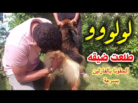 فيديو: ماذا يحدث عندما يقوم كلب أنثى بتطعيم كلب ذكر؟