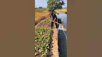 Simple irrigation system in action