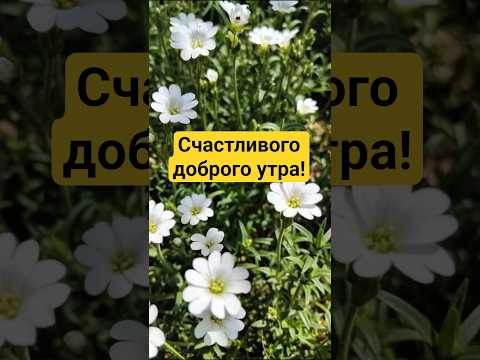 Доброго утра, счастливого дня! #доброеутро #позитив #хорошеенастроение #пожеланиядрузьям #подпишись