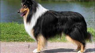 Про породу собак колли 🐕 Про породу собак колли 🐕