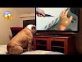 The funniest dog reactions ever  funny petss compilation