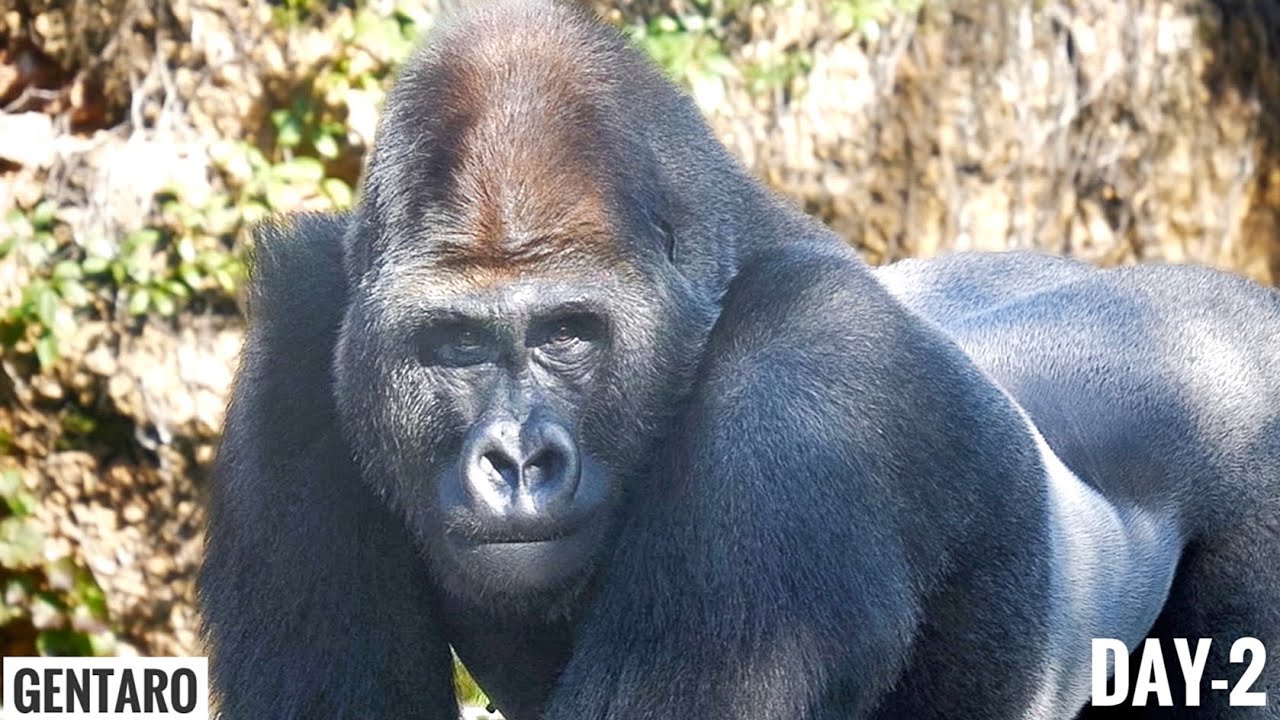 Отношения между Гориллой и его новыми смотрителями